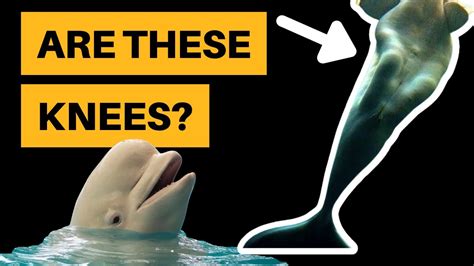 Oct 17, 2022 · No, beluga whales don’t have any knees. Beluga Whales belong to the family Monodontidae and the genus Delphinapterus. Animals of this group don’t contain any knees. But, certain photos taken from a few angles show that a beluga whale has knees. These knees are the bones that protrude from their thick fatty skin. 